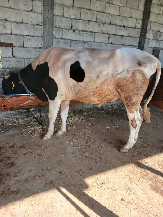 Boqiladigan gigant buqa sotiladi