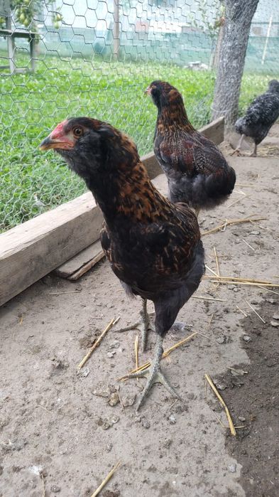 Pui (cocosi) araucana