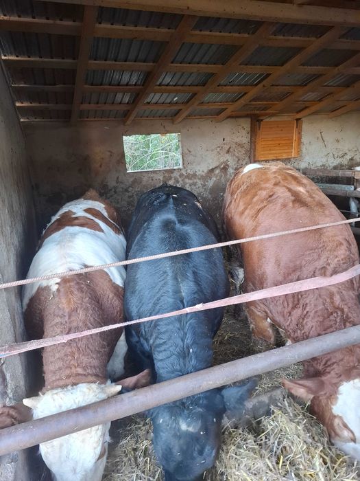 Tauri limousine, angus, baltat