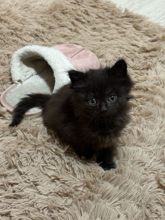 Котенок Девочка длиношерстная