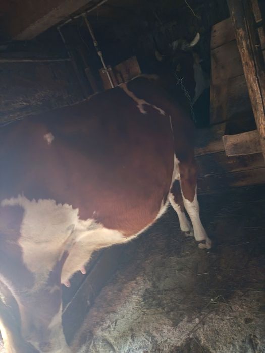 Vaca de vanzare gestanta în luna a 5 a
