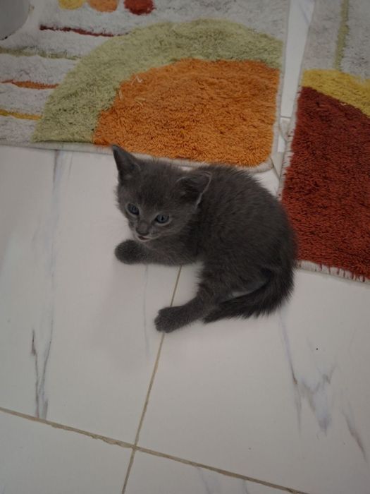 Отдаю котят в хорошие руки
