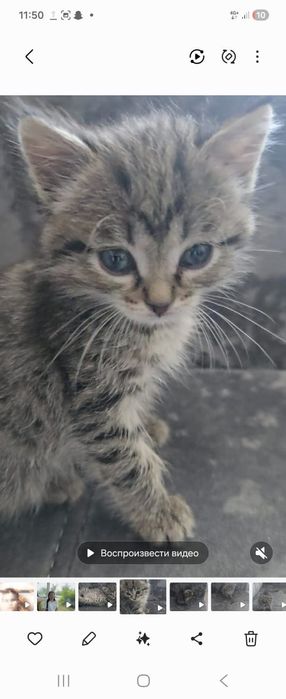 Котенок девочка отдам