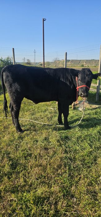 Vand vitică rasă angus