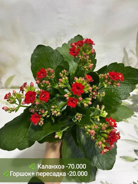 Антуриум, Аглаонема, Эпипренум