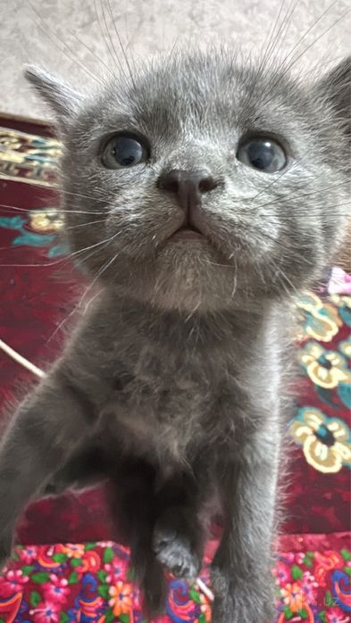 Шотланскый скоттиш фолд