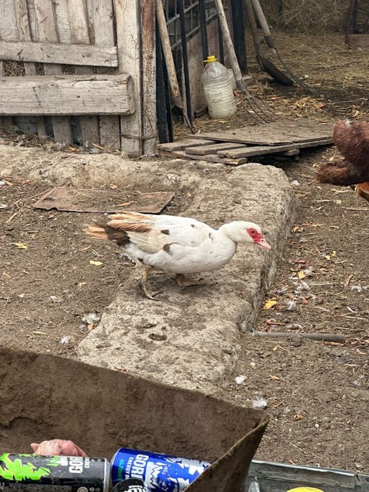 Продам уток и селезень