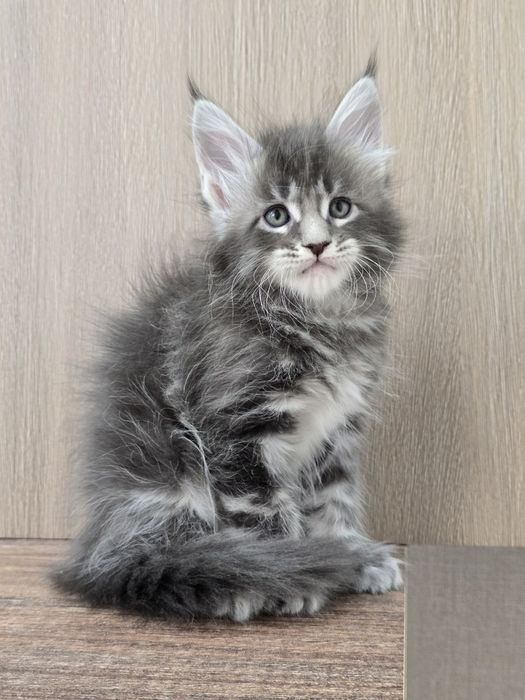 Шикарный мальчик мейн-куна