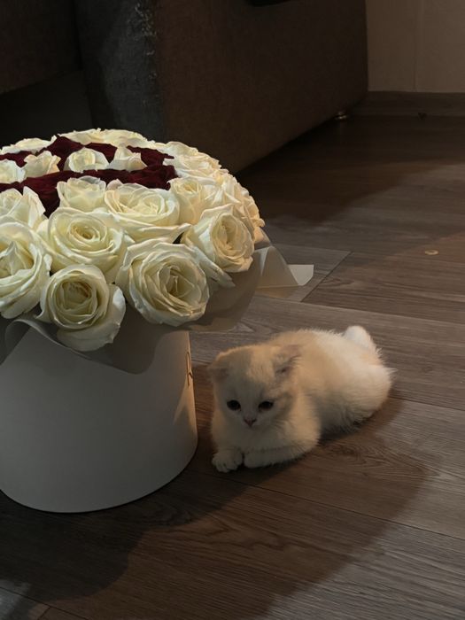 Продам вислоухую кошечку