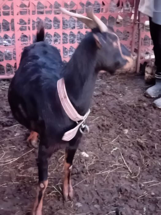 Vand un țap si 3 capre