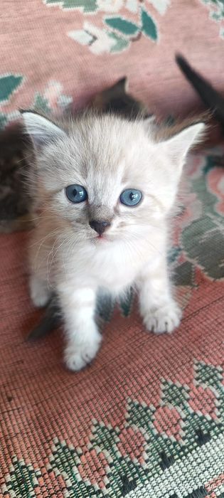 Подарим котят месячные
