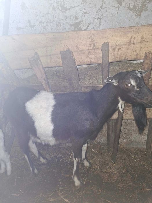 CAPRĂ tânără capră