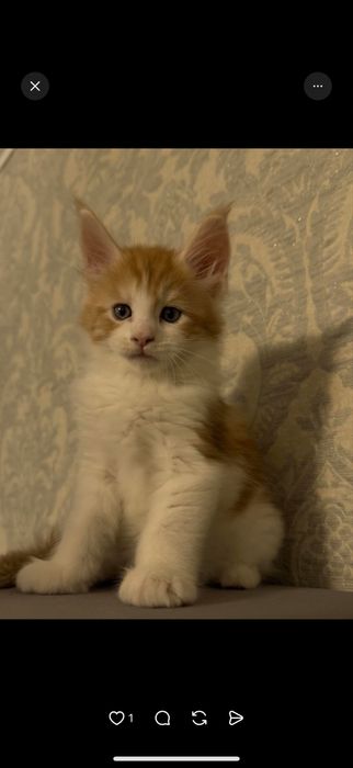 Котята Мейн-Куны