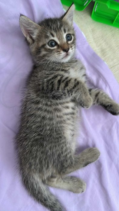 Милые котята в добрые руки