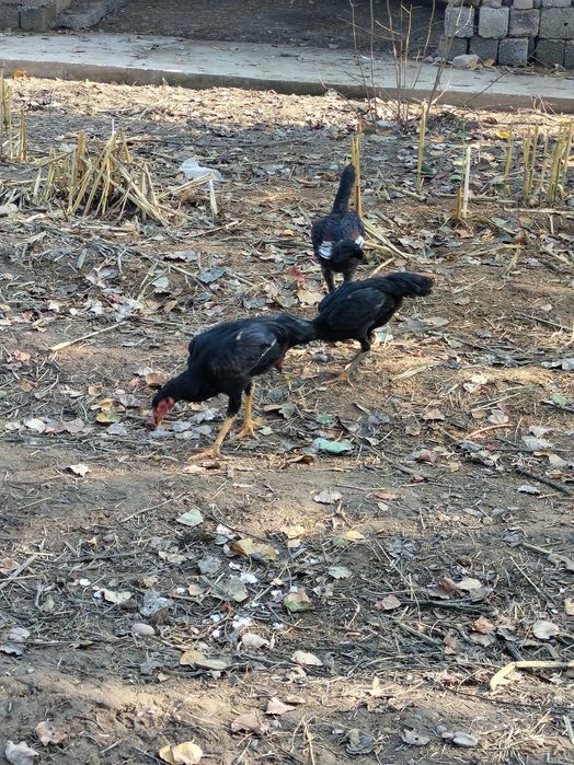 Дакан хуроз срочно сотилади 8 дона майда очилган