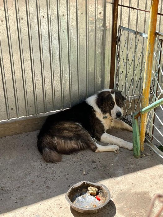 Продажа собак срочно