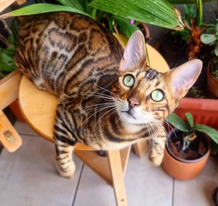 Бенгальские котята