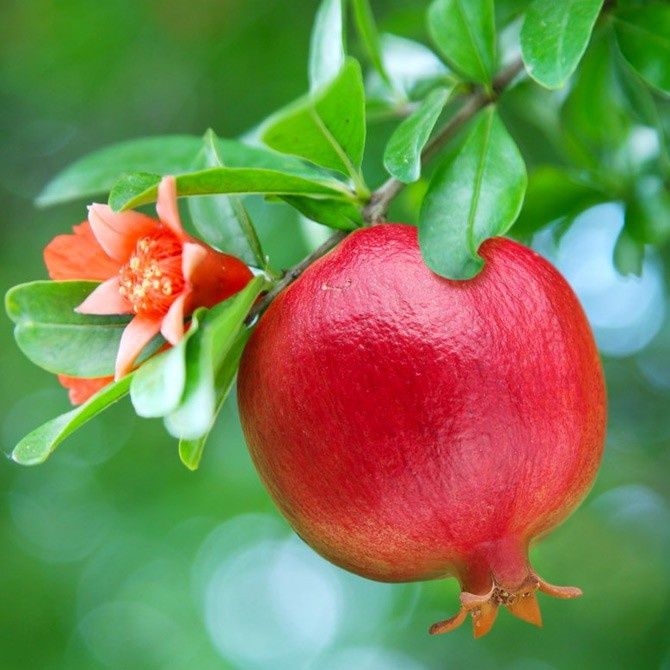 Pomi Fructiferi Exotici RODIU