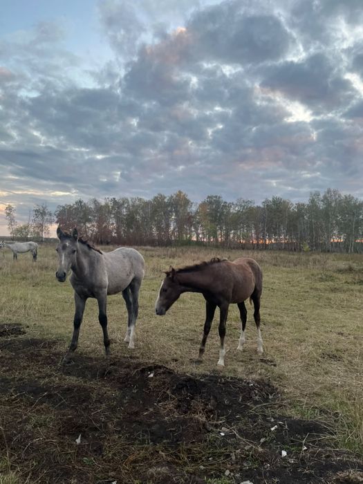 Продам лошадей и жеребят