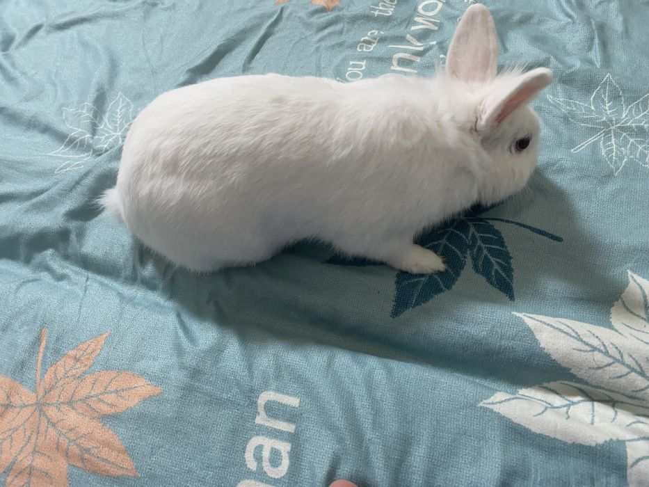 Продам декоративного кролика