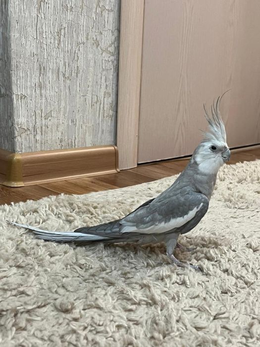 Продам попугая, Карелла