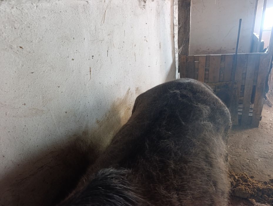 Бин сатылады откорм