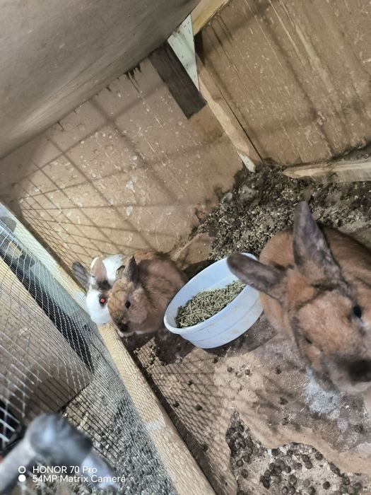 Quyonlar Burgun, sames-samka quyonlar