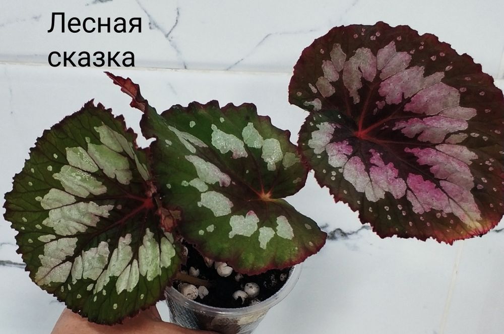 Детки  бегоний .