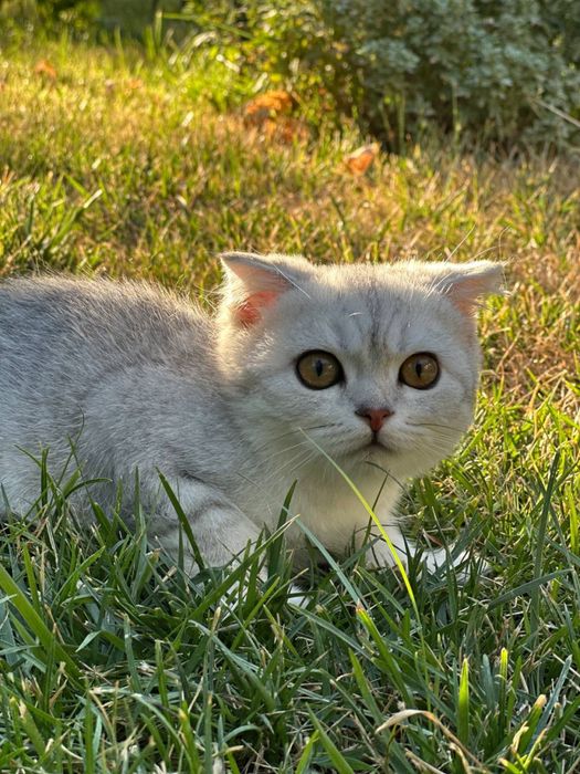 Продаются чистокровные шотландские котята