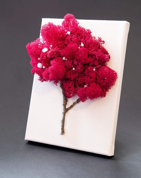 Кашпи скандинавски мъх