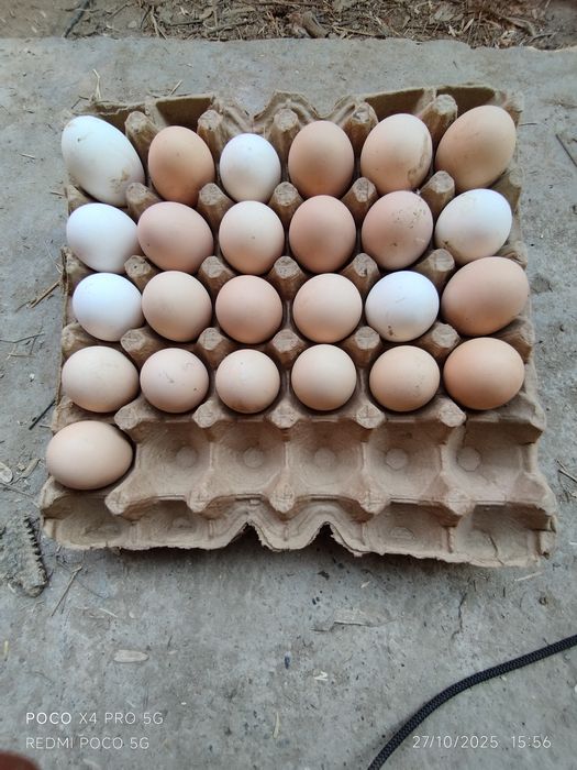 Tovuq tuxumi bor !!! Товук тухуми бор инкубатор учун