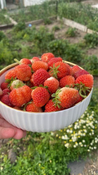 Продам Клубнику ростки