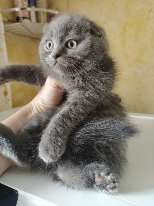 Скоттиш Шотландские Фолды