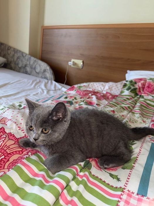 котенце на 4 месеца Шотландска фолд