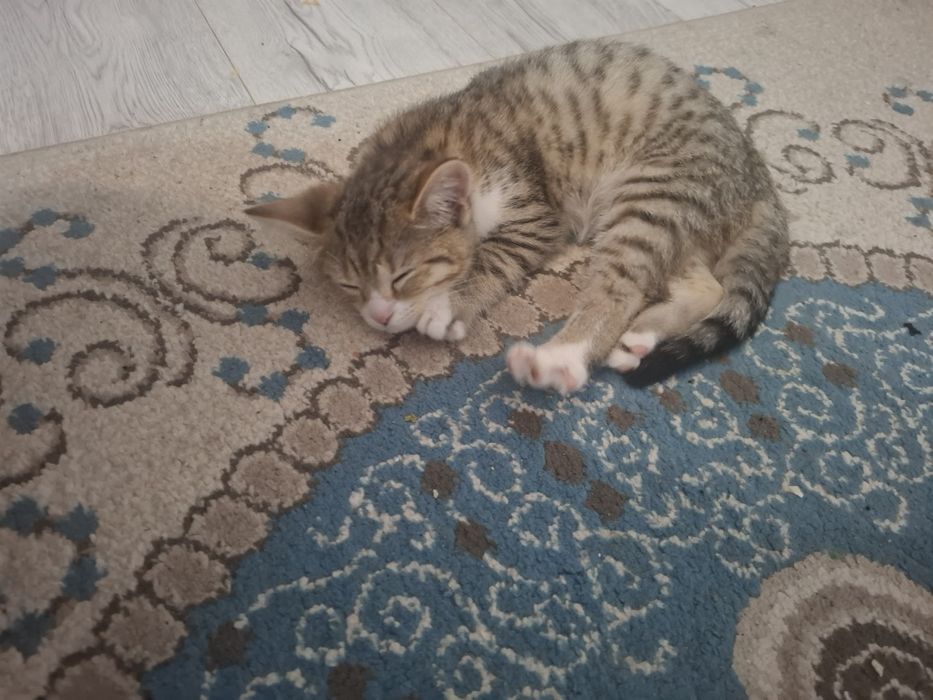 Котенок девочка 3 месяца