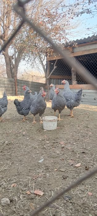 Амрокс германский ления қораздар