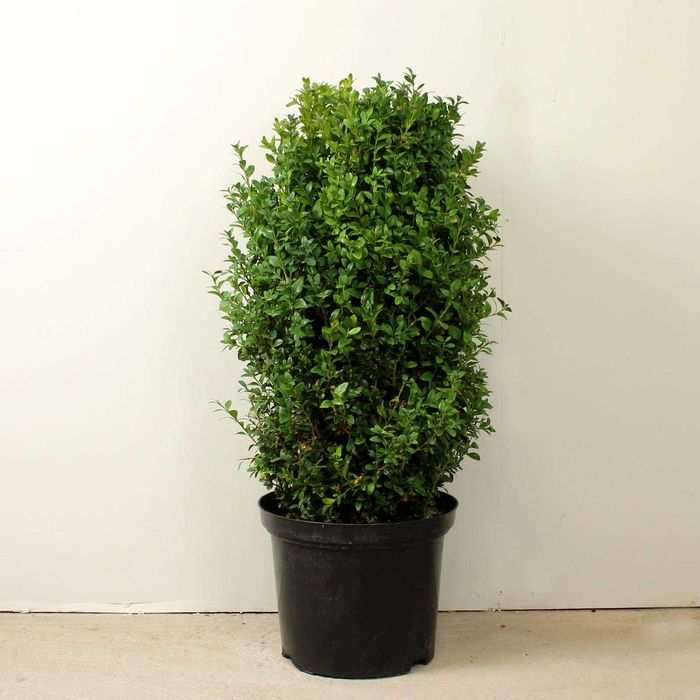 Buxus verde sau patat Pin pitic mugo bila sau pe picior
