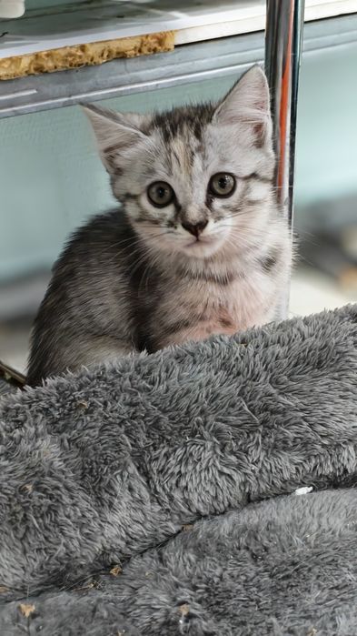Отдам кошечек, 2 месяца, домашние