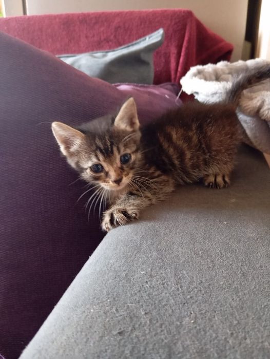 Котята только в ответственные руки