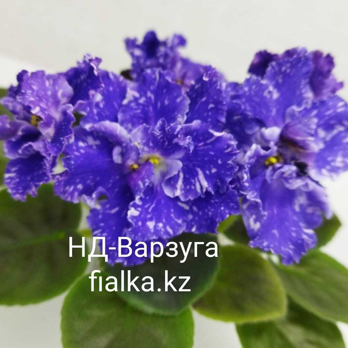 Комнатные фиалки, продам фиалки!!!