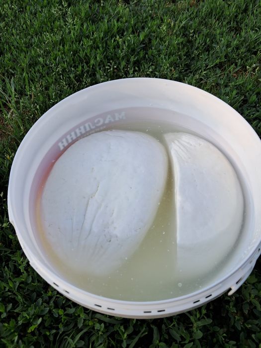 Домашно КОЗЕ  мляко,прясно сирене