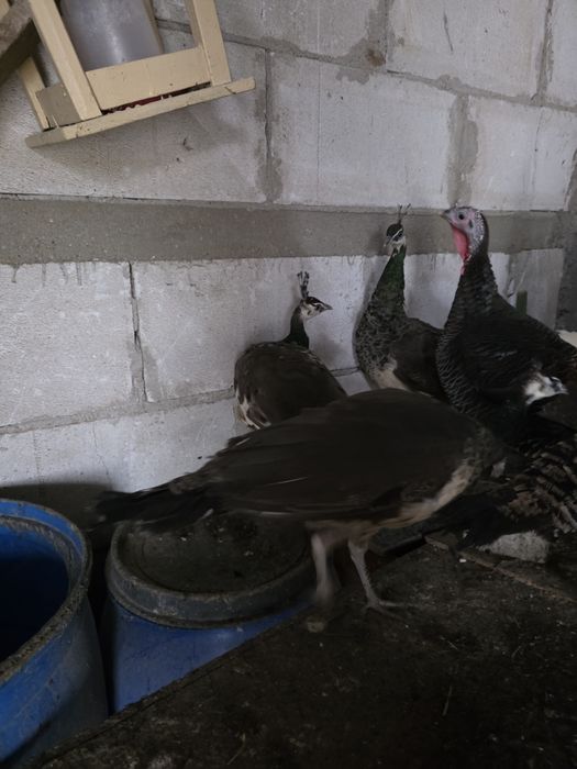 Pauni 2025 standard, albi, umar negru si arlechin. Paunite standard