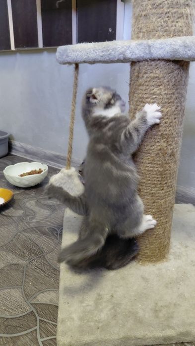 Вислоухие котята