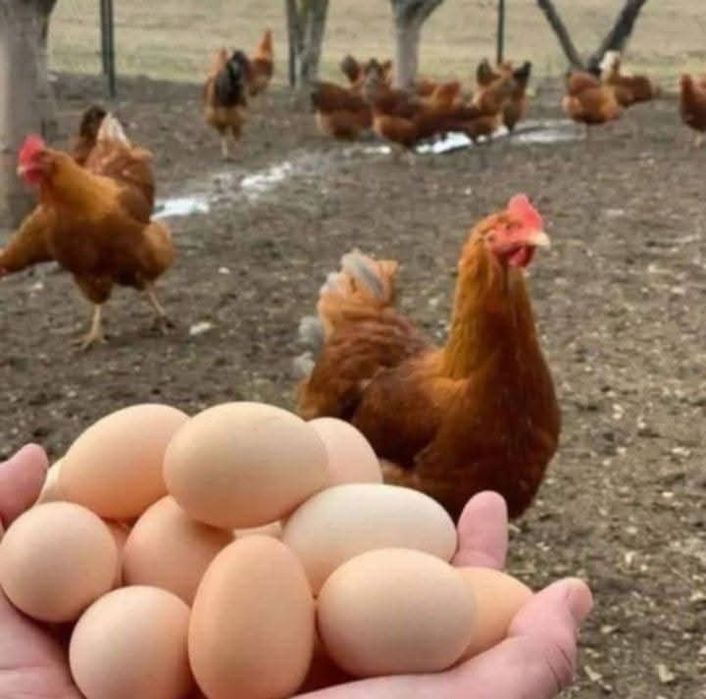 Ferma de găini roșii outoare