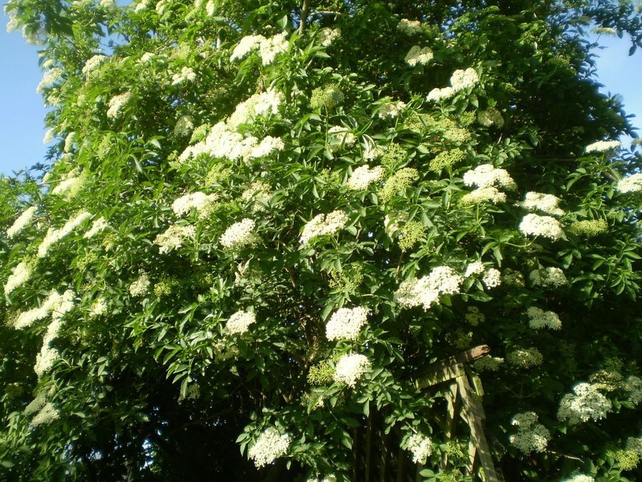 Arbusti (Soc Parfumat )