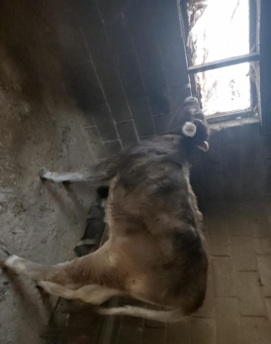 Продам,    телку