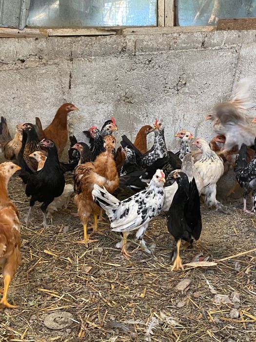 Gaini pitice de vanzare