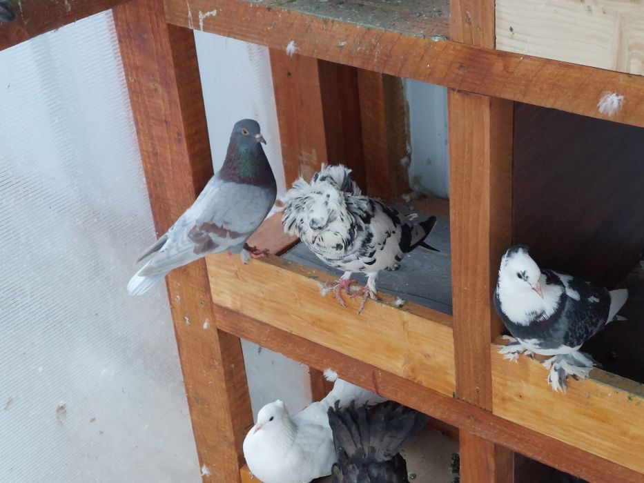 Porumbei voiajori și  de ornament