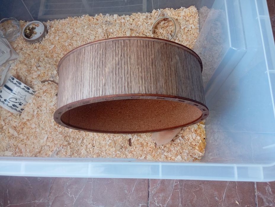 Девочка хомяк 1.5 месяцев