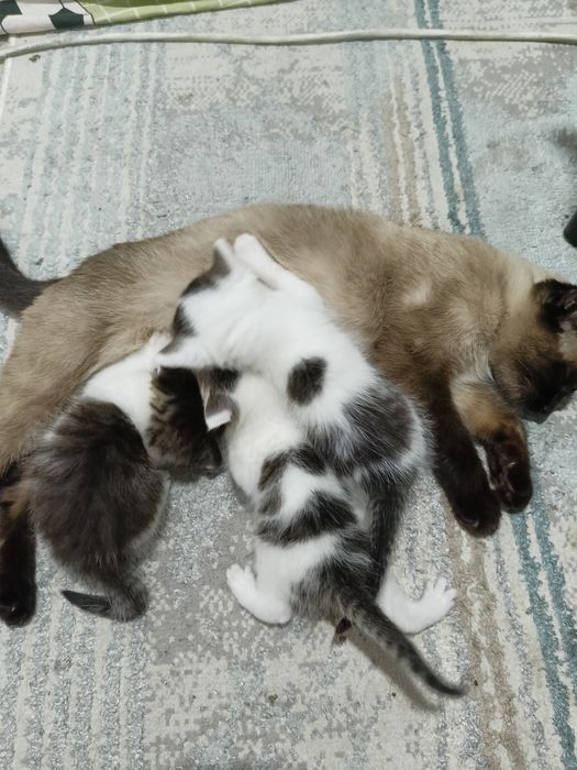 Отдам даром котёнки